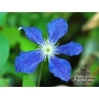 CLEMATIS integrifolia  