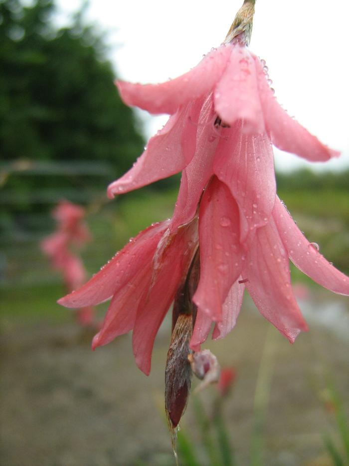 DIERAMA igneum  