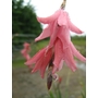 DIERAMA igneum  