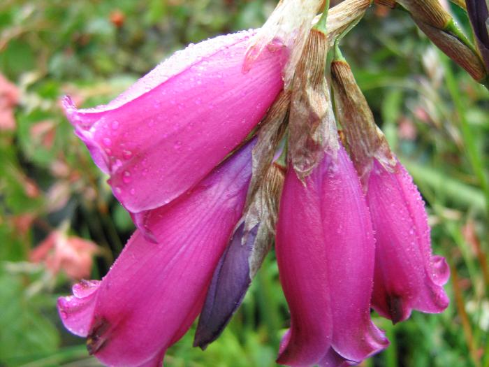 DIERAMA pulcherrimum  
