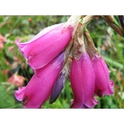 DIERAMA pulcherrimum
