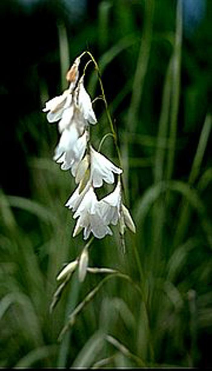 DIERAMA pulcherrimum 'Guinevere' 