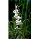 DIERAMA pulcherrimum 'Guinevere'
