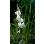 DIERAMA pulcherrimum 'Guinevere' 