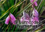 DIERAMA pulcherrimum 'Lancelot' 