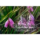 DIERAMA pulcherrimum 'Lancelot'