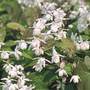 barrenwort