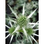ERYNGIUM bourgatii 'Graham Stuart Thomas' 