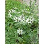 ERYNGIUM giganteum  