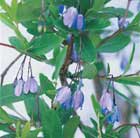 bluebell creeper