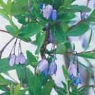 bluebell creeper