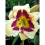 HEMEROCALLIS 'El Desperado'  