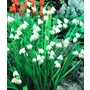LEUCOJUM aestivum  
