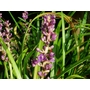 LIRIOPE muscari  