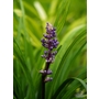 LIRIOPE muscari 'Argenteovariegata' 