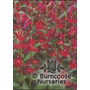 LOBELIA cardinalis 'Ruby Slippers'  