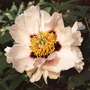 PAEONIA rockii  