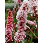 PERSICARIA affinis  