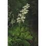 RODGERSIA podophylla  