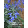 SALVIA patens  