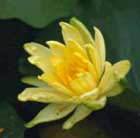 water lily