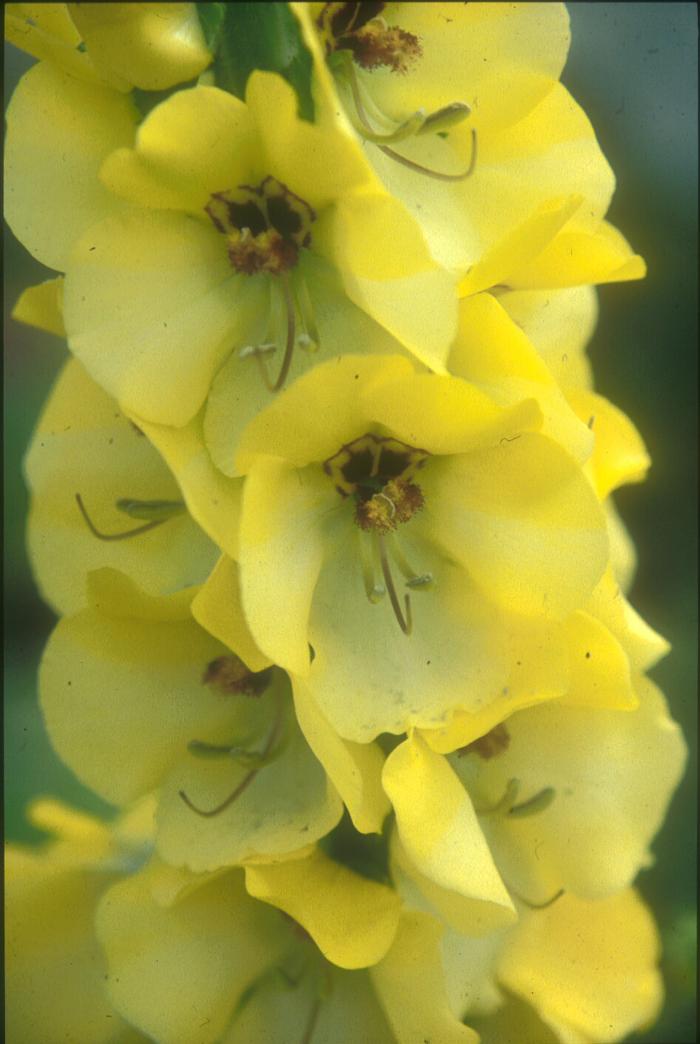 VERBASCUM 'Cotswold Queen'  
