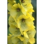 VERBASCUM 'Cotswold Queen'  