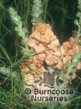 VERBASCUM 'Helen Johnston'  