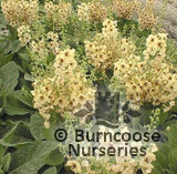 VERBASCUM 'Jackie'  