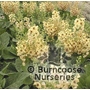 VERBASCUM 'Jackie'  