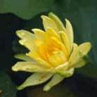 water lily