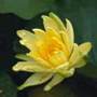 water lily