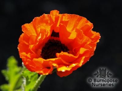 PAPAVER orientale 'Picotee' 