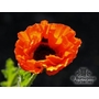 PAPAVER orientale 'Picotee' 