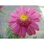 ARGYRANTHEMUM frutescens 'Julieanne' 
