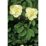 PAEONIA mlokosewitschii  