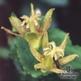 TRICYRTIS 'Yellow Sunrise'  