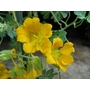 TROPAEOLUM polyphyllum  