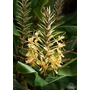 HEDYCHIUM gardnerianum  