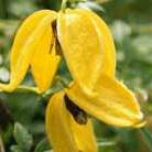 orange peel clematis (group 3)