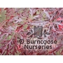 ACER palmatum 'Dissectum Atropurpureum' 'Garnet'
