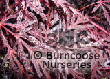 ACER palmatum 'Dissectum Atropurpureum' 'Inaba Shidare'