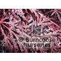 ACER palmatum 'Dissectum Atropurpureum' 'Inaba Shidare'