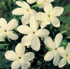 jasmine (syn. Clotted Cream)