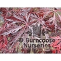 ACER palmatum 'Dissectum Atropurpureum' 'Tumukeyama'