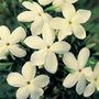 jasmine (syn. Clotted Cream)