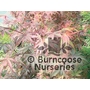 ACER palmatum 'Skeeters Broom' 