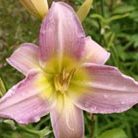 daylily
