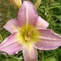daylily