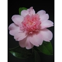 CAMELLIA 'Ballet Queen'  